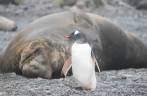 Um pequeno pinguim gentoo e um gigantesco elefante-marinho dividem a mesma praia em Prion Island, na Geórgia do Sul (foto de Marla Barker)